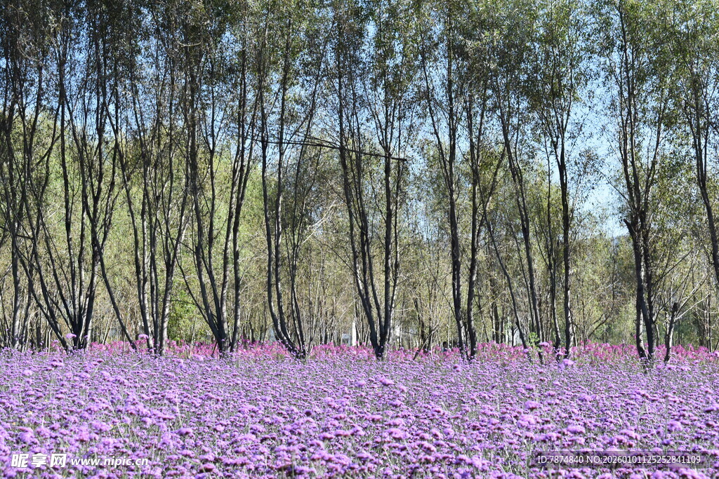 紫色花海与树林的梦幻景致