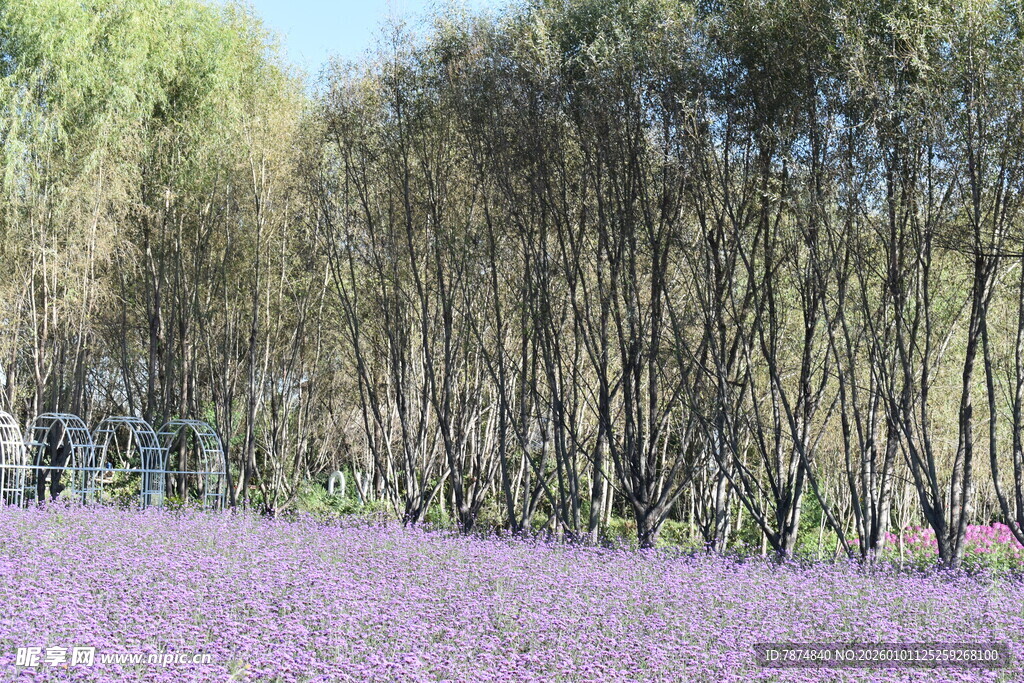 紫色花田旁的茂密树林