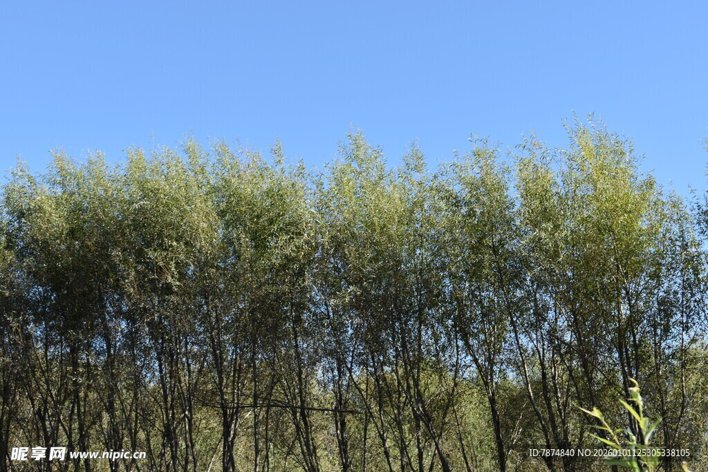 蓝天映衬下的茂密树林