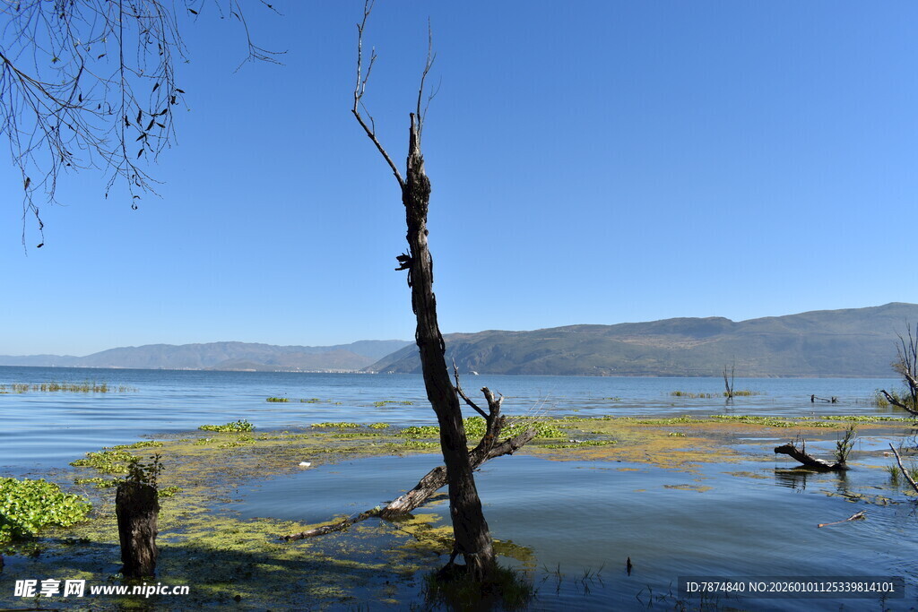 湖畔枯树 自然静谧之景