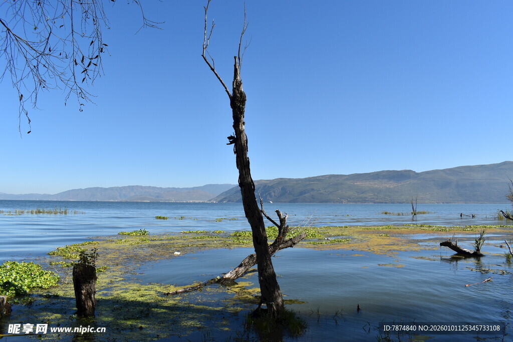 湖畔枯树 静谧自然之景