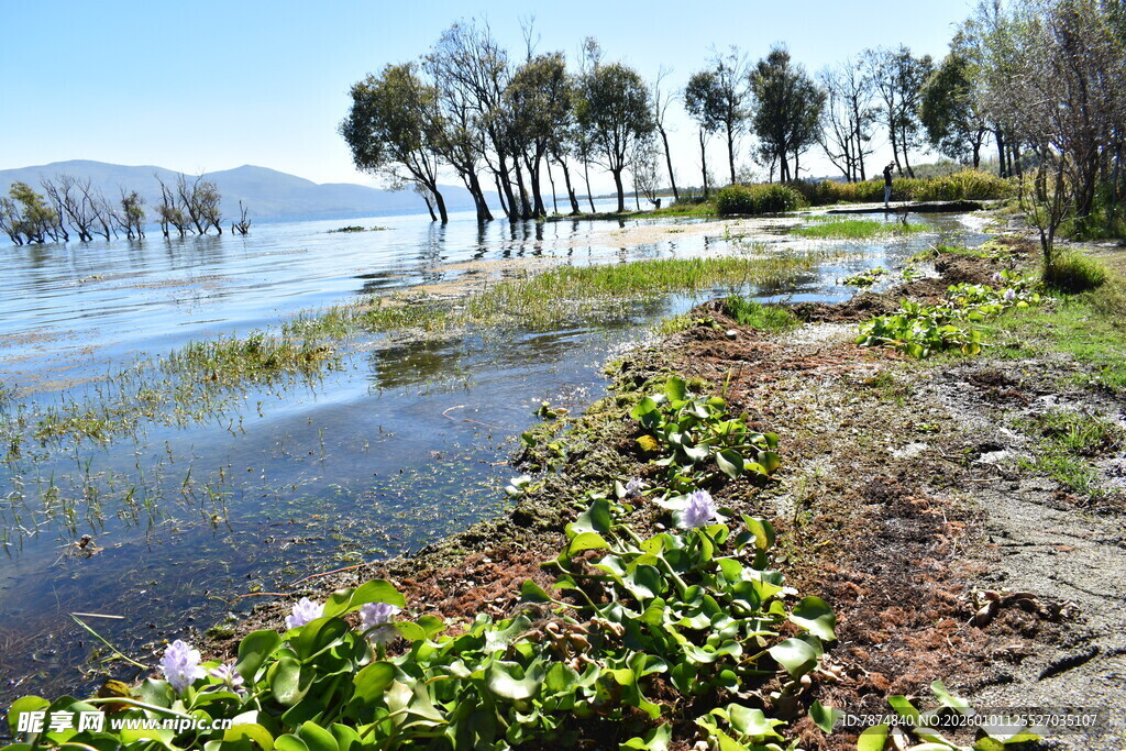 湖畔湿地景观