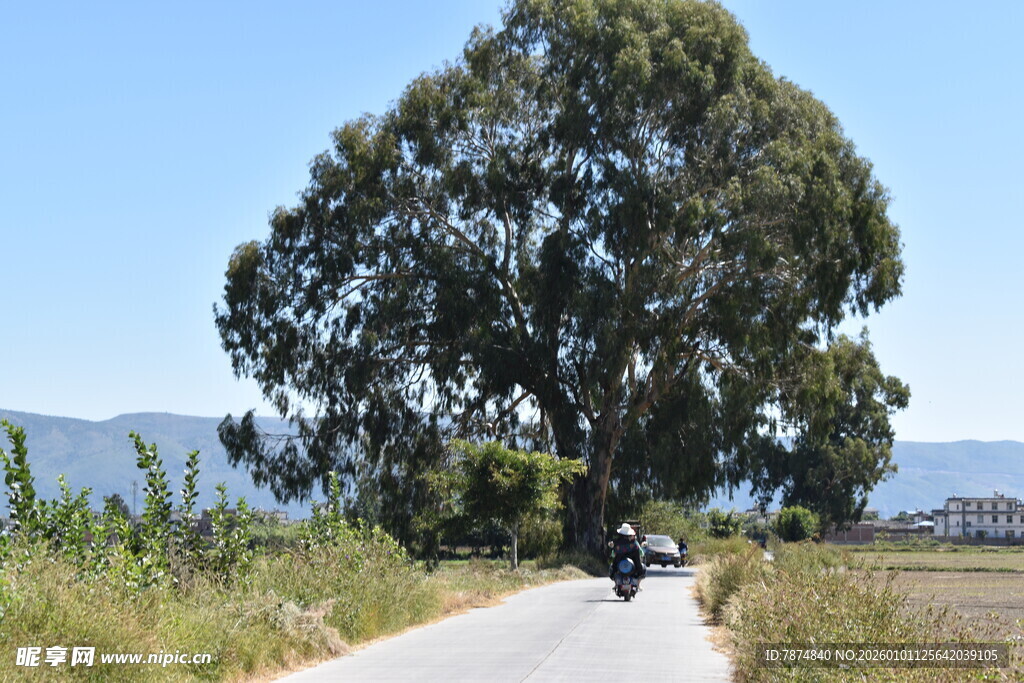 乡村公路旁的茂盛大树