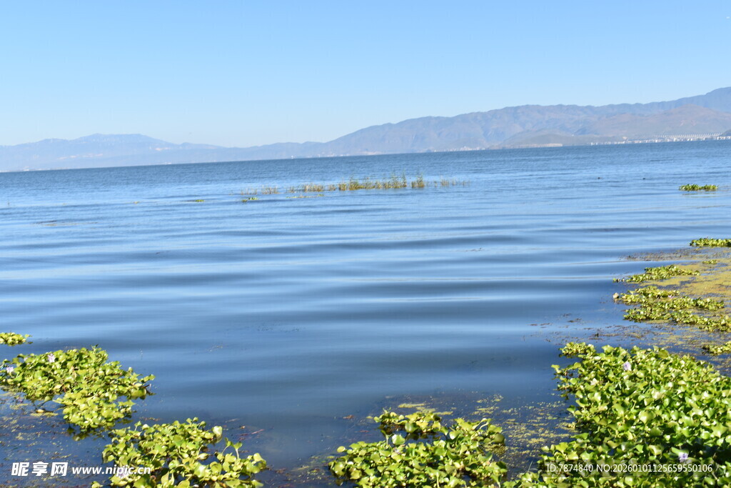 湖畔绿植与平静湖水风光