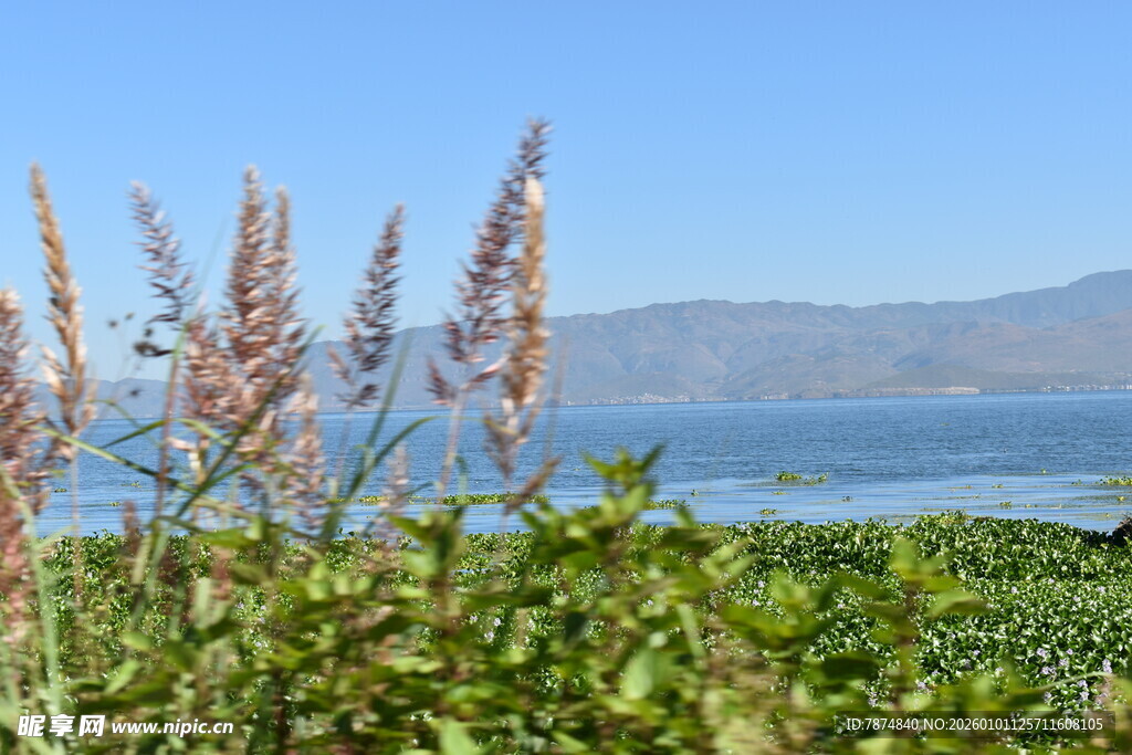 湖畔植物与远山美景