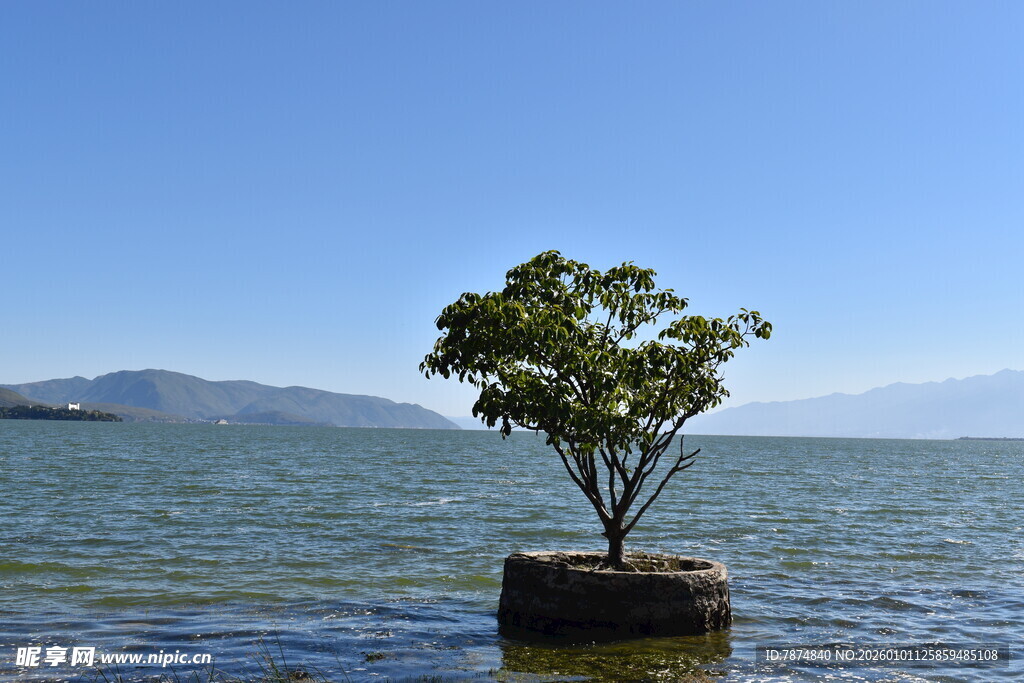 孤树屹立于浩渺水面