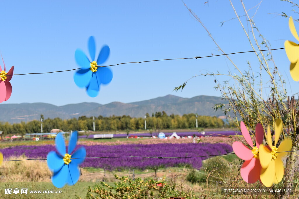 多彩风车装点紫色花田