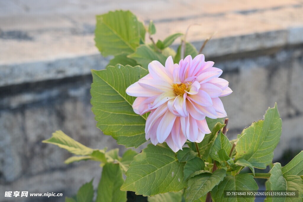 娇艳粉色大丽花绽放