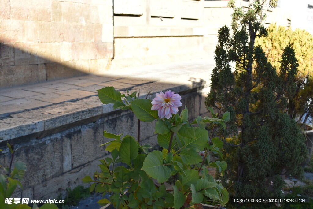 墙边绽放的娇艳花朵