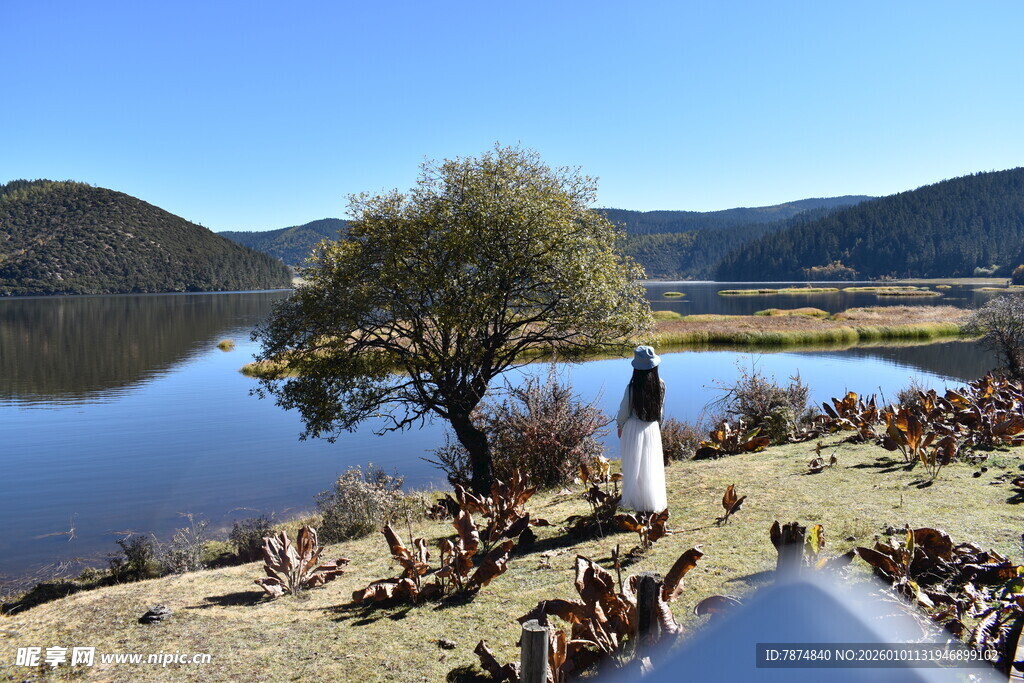 湖畔树木下的悠闲羊群