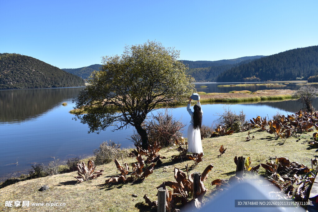 湖畔孤树旁的静谧风景