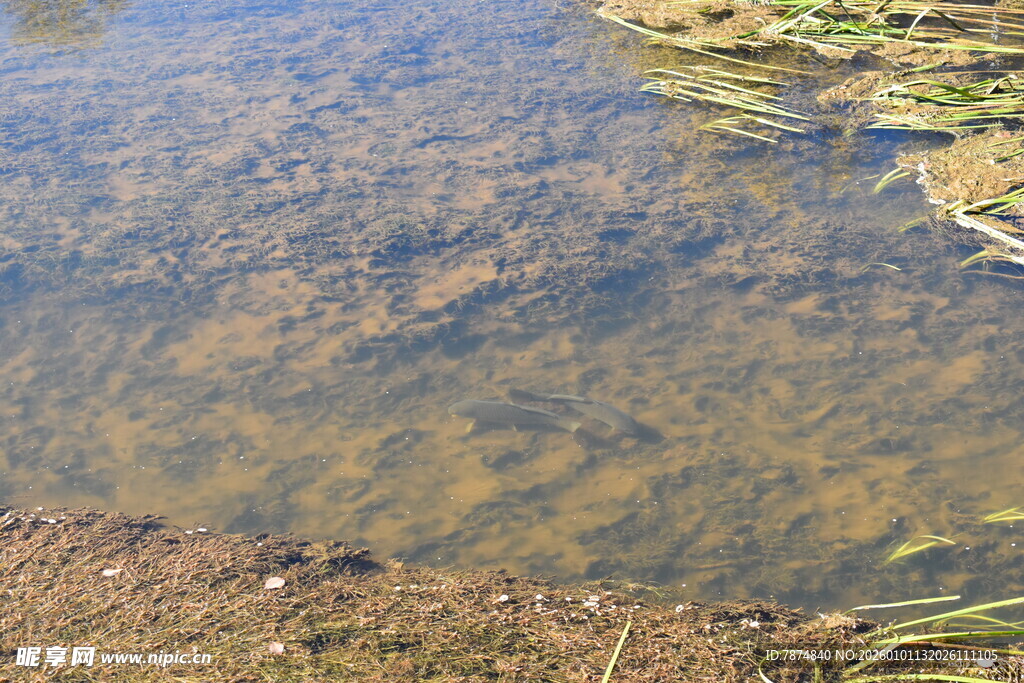 清澈浅水处的水底景象