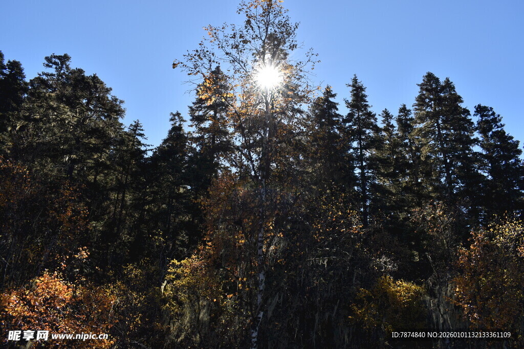 阳光穿透树林景观