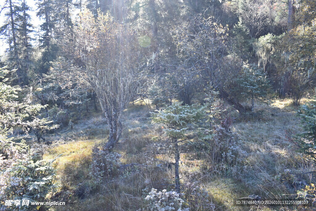 山林景致 阳光洒落林间