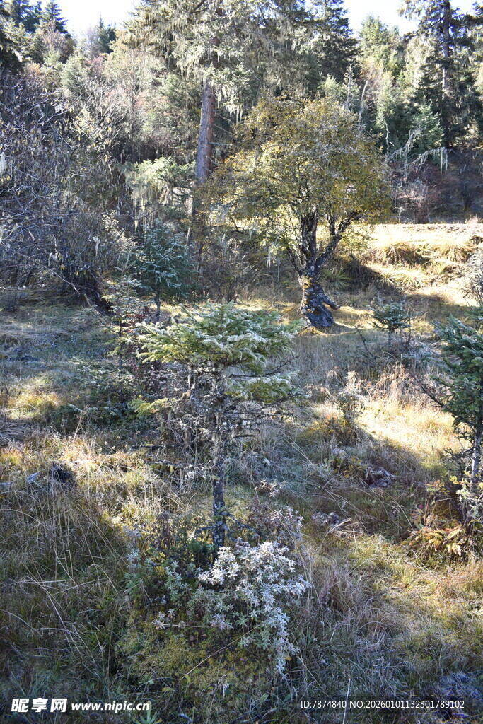 森林中的自然景观与植被