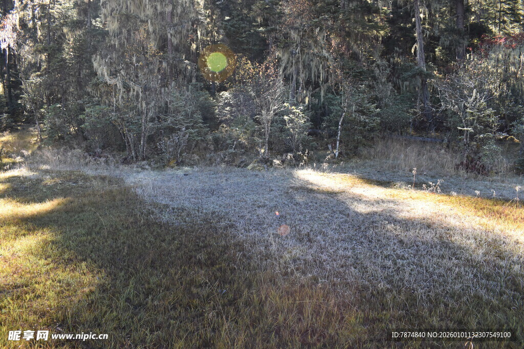 冬日林间覆霜小路