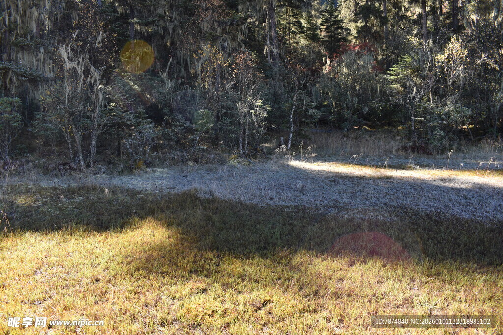林间草地光影景色