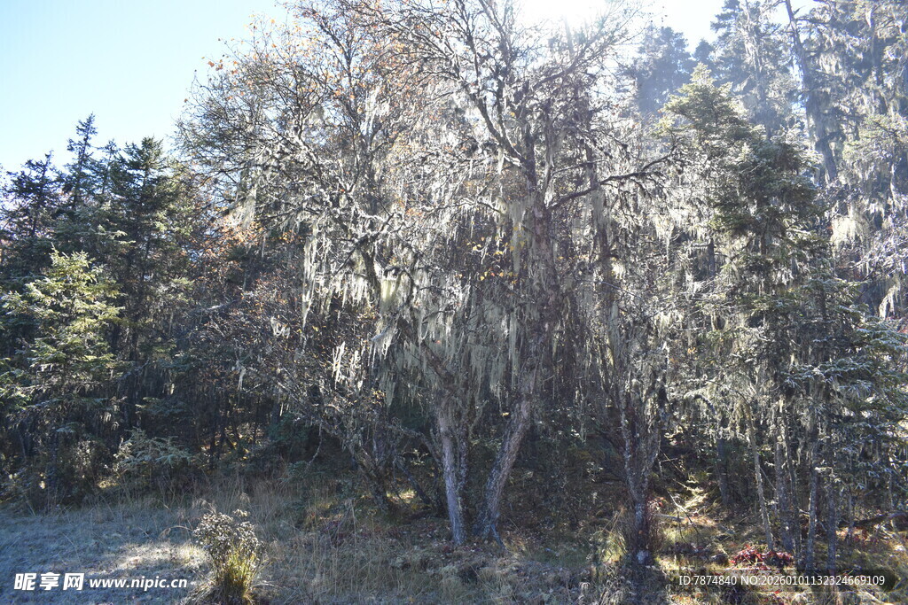 林间挂着松萝的萧瑟树木