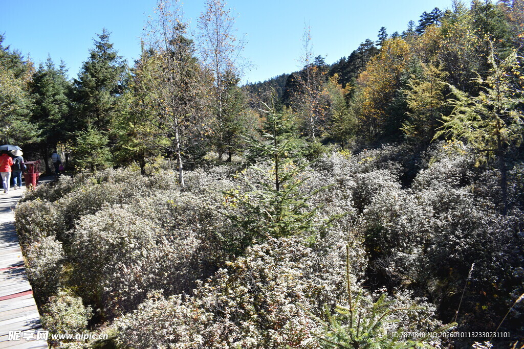山间步道旁的繁茂植被
