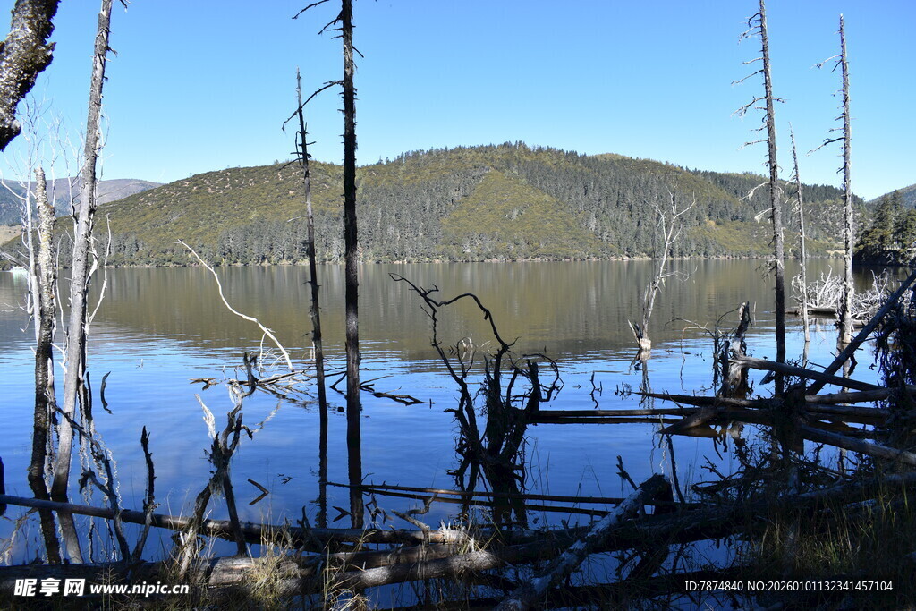 宁静湖面与枯木倒影美景