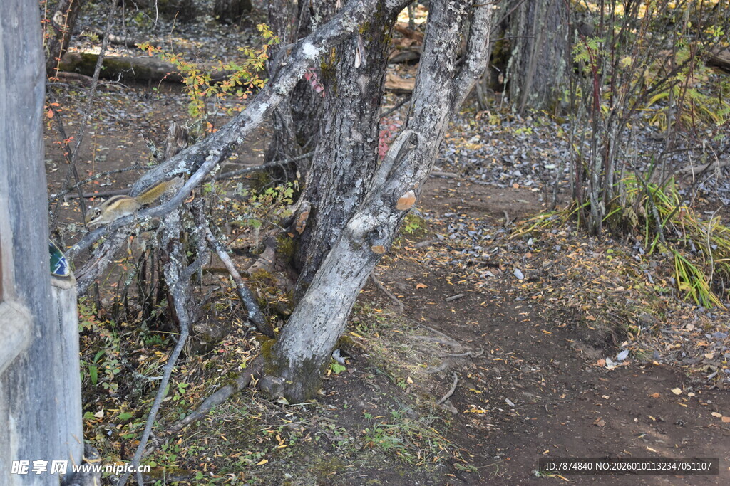 森林中枯树与植被景象