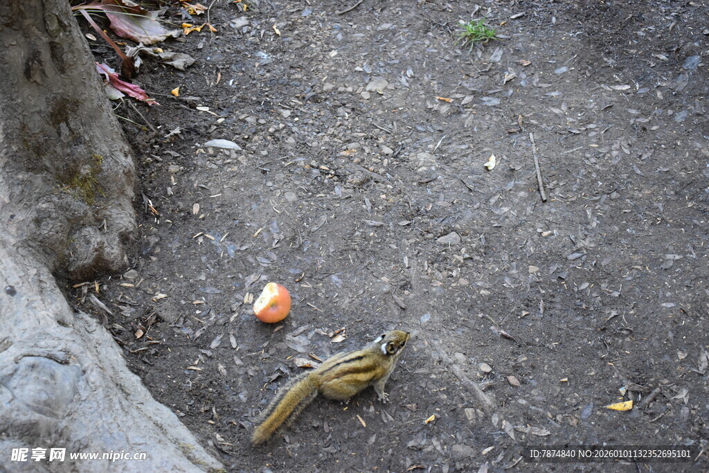 地上的松鼠与水果