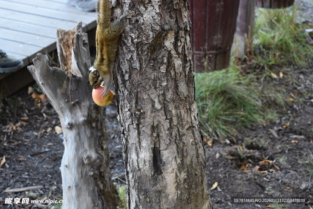 松鼠挂在树干上取苹果