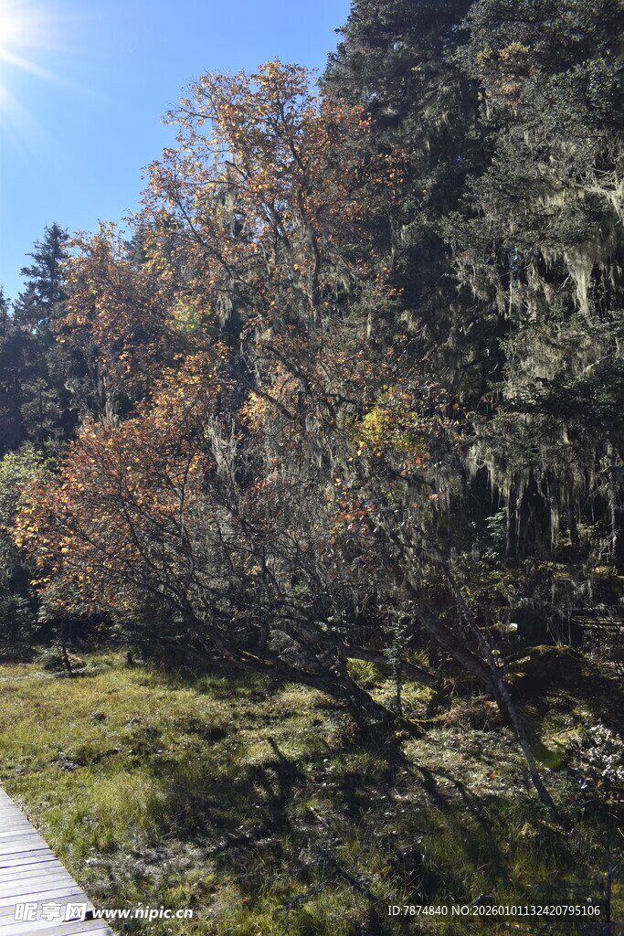 山间小径旁的多彩树木