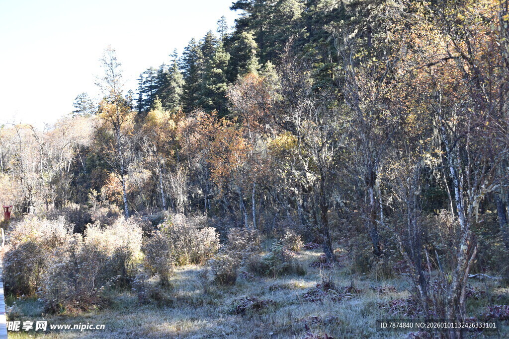冬日霜覆林间景象