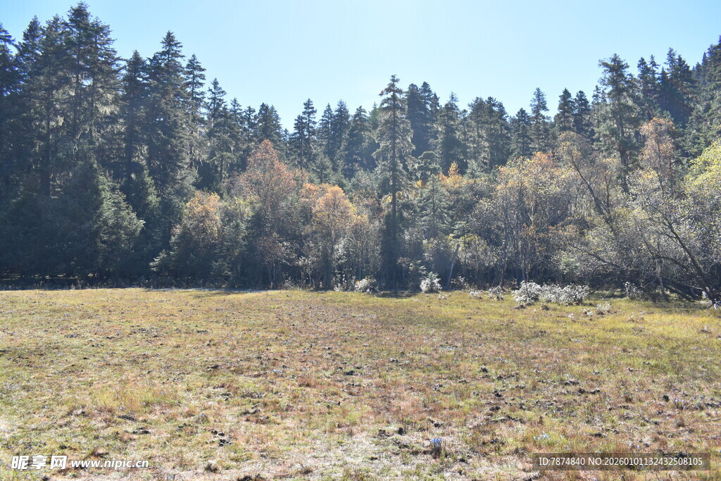 林间开阔草地风景
