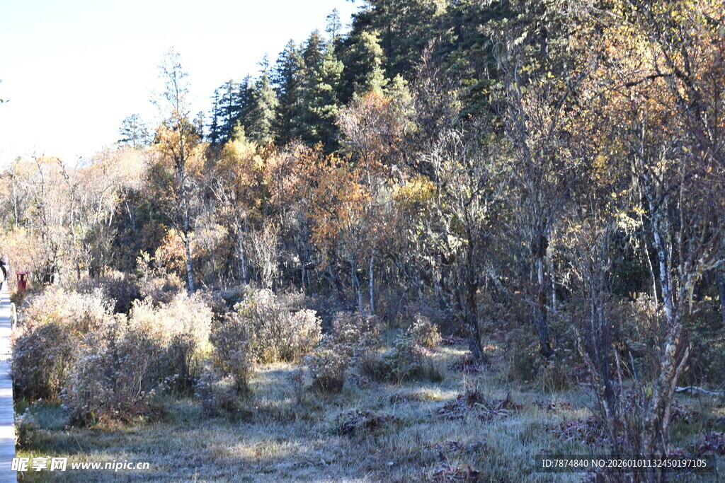 秋日山林间的萧瑟景致