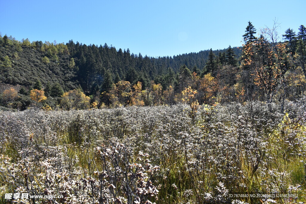 秋日原野花卉与山林美景