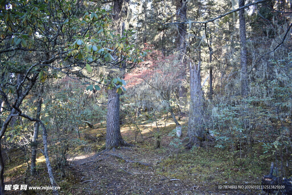 林间小径 静谧自然景致