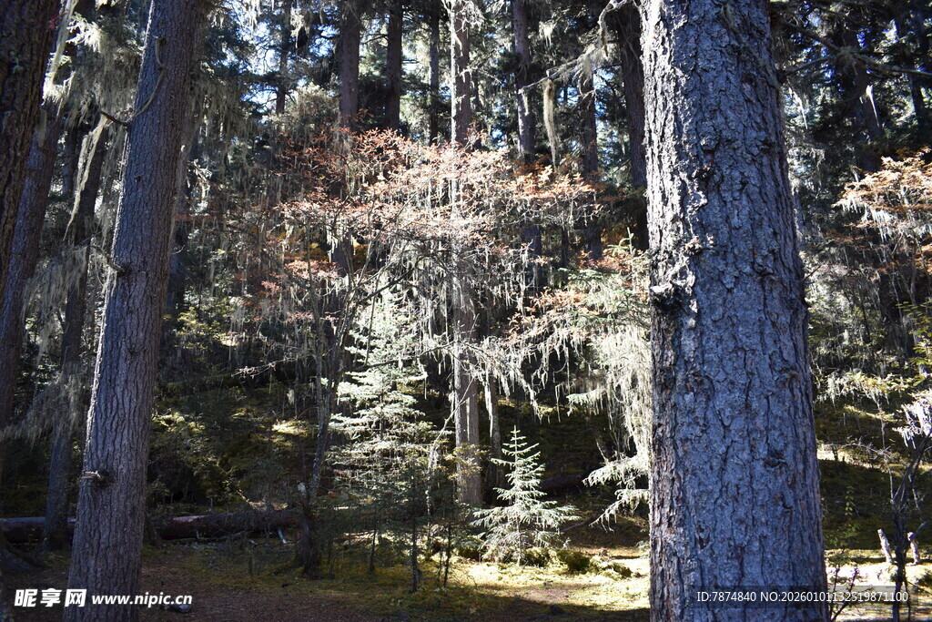 森林中的树木与斑驳光影