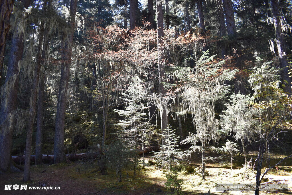 冬日森林雪景图