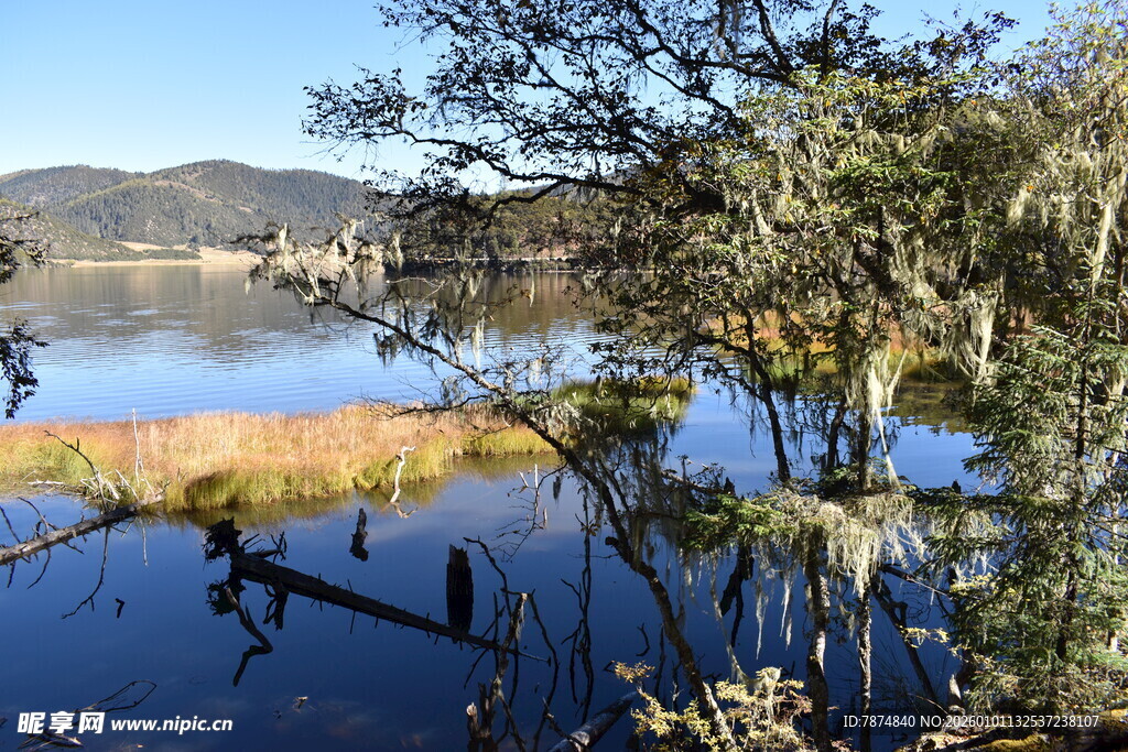 宁静湖畔的自然景象