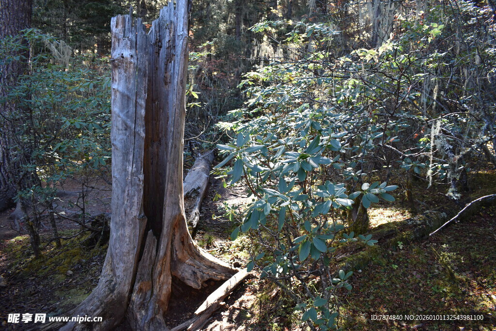 古老枯树与繁茂绿植共生