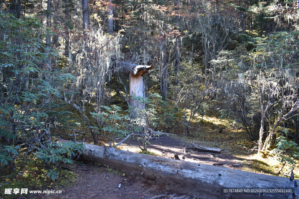 森林中倒下的树干与植被
