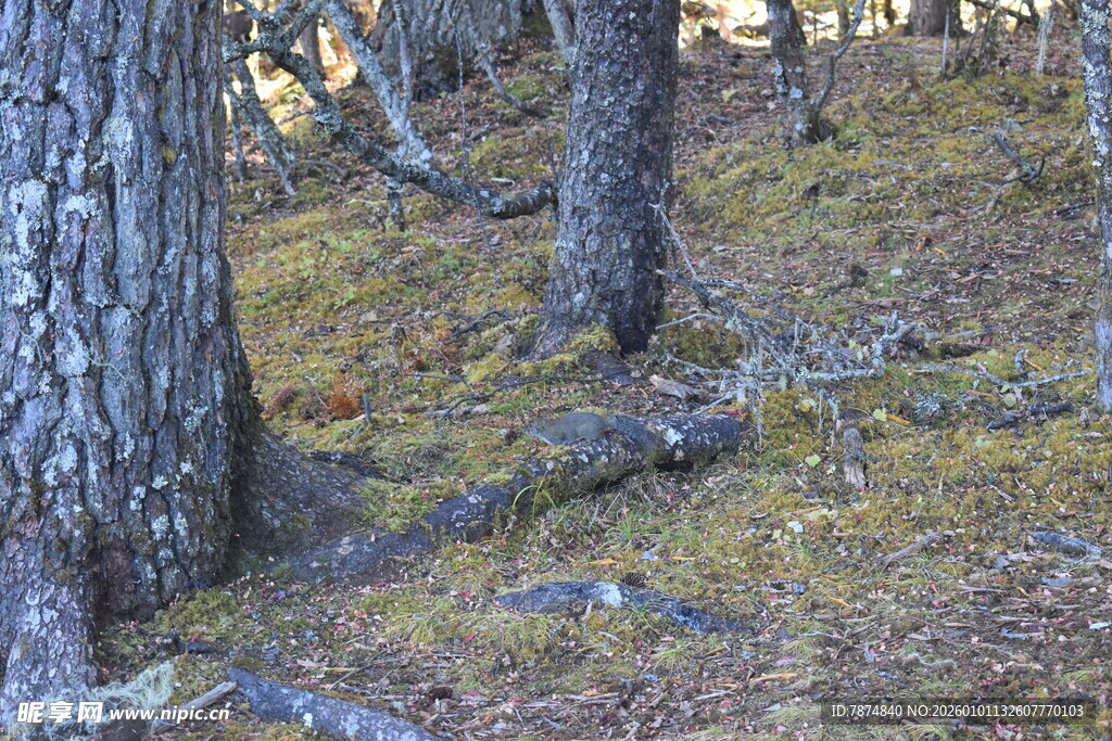 森林中树木与地面景象