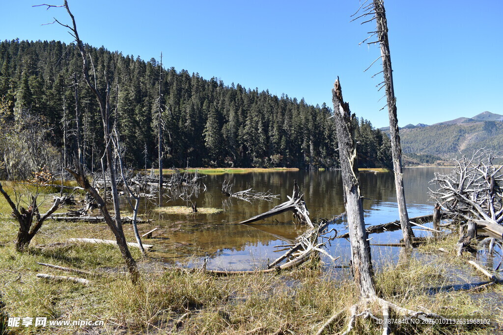 枯树环绕的静谧山间湖泊