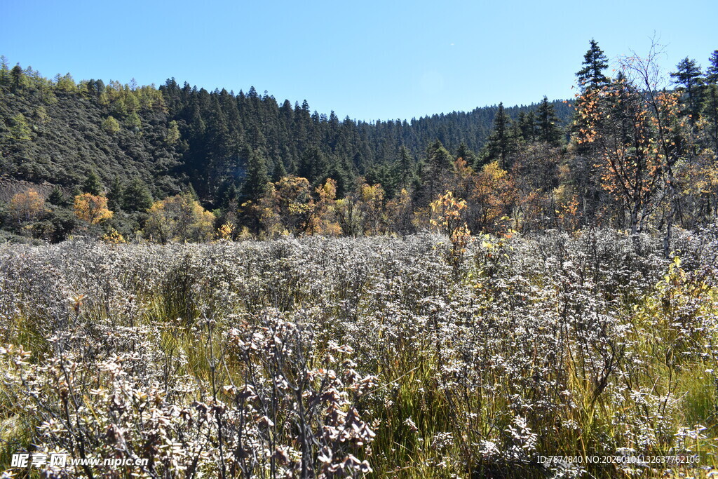 秋日山野中的繁茂植物