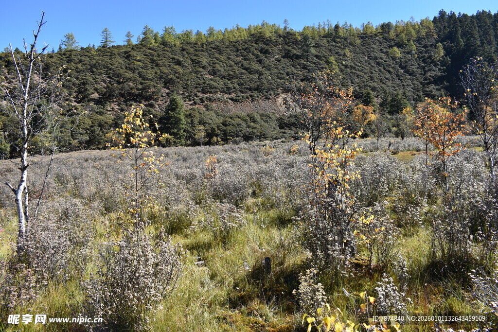 秋日山野植被景观