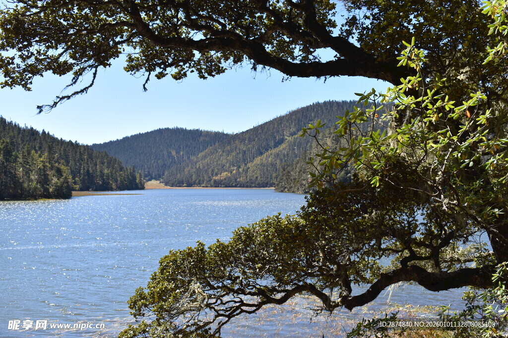 湖畔青山间的繁茂树枝