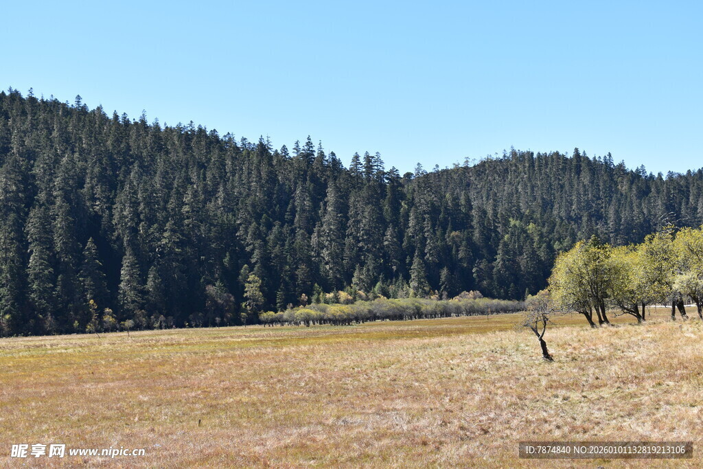 山间开阔草地与茂密森林