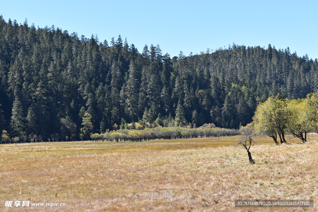 山间开阔草地与葱郁树林