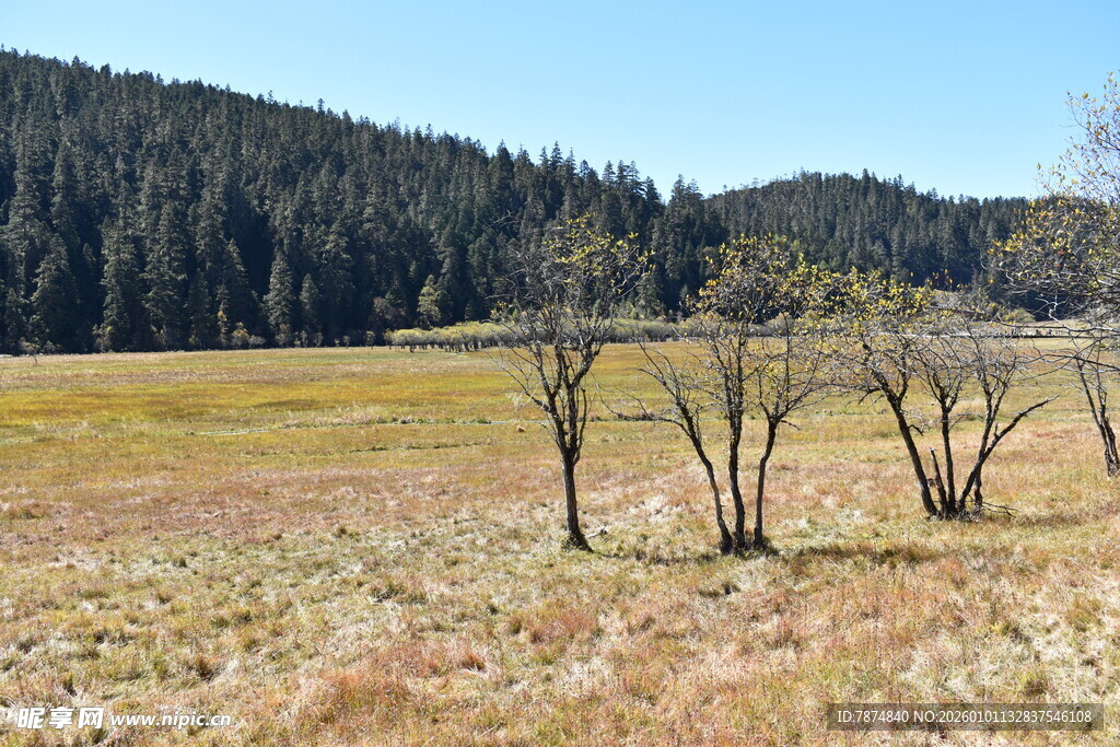 秋日旷野枯树风景