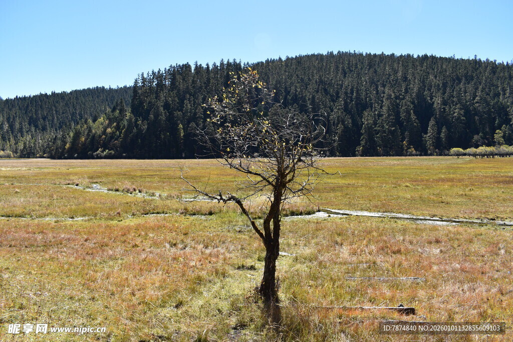荒野孤树 尽显自然寂寥