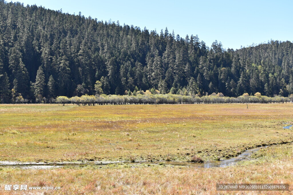 山间开阔草地森林美景