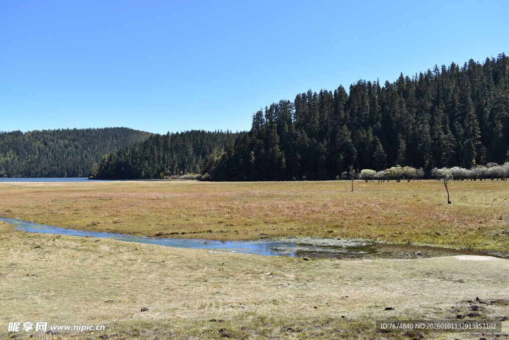 湖畔草地与茂密树林景观