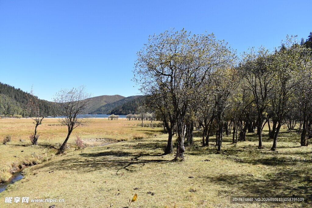 秋日旷野树林风景图